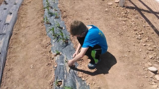 farm garden